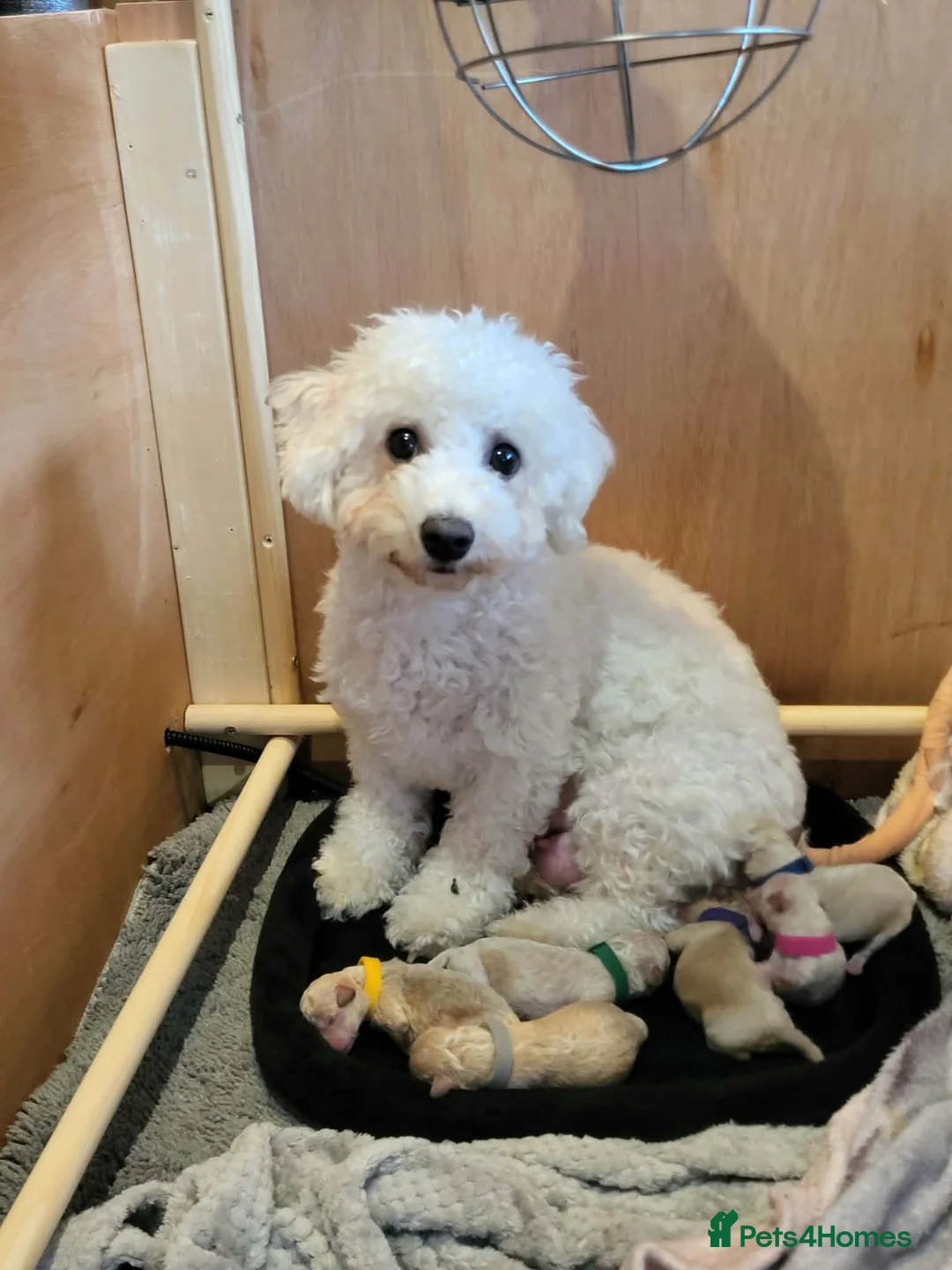 Poochon dogs for sale: Toy poochon puppies  in Gloucester - Advert 1