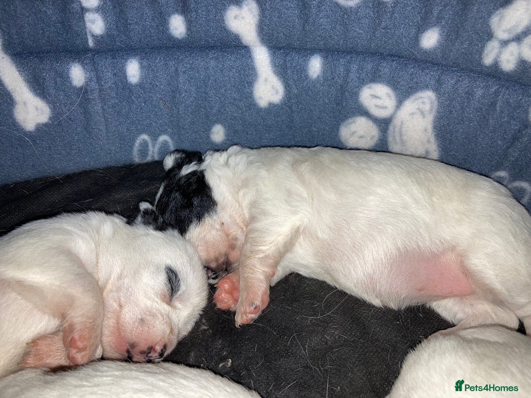 Mixed Breed dogs for sale: 6 beautiful puppies  - Image 7