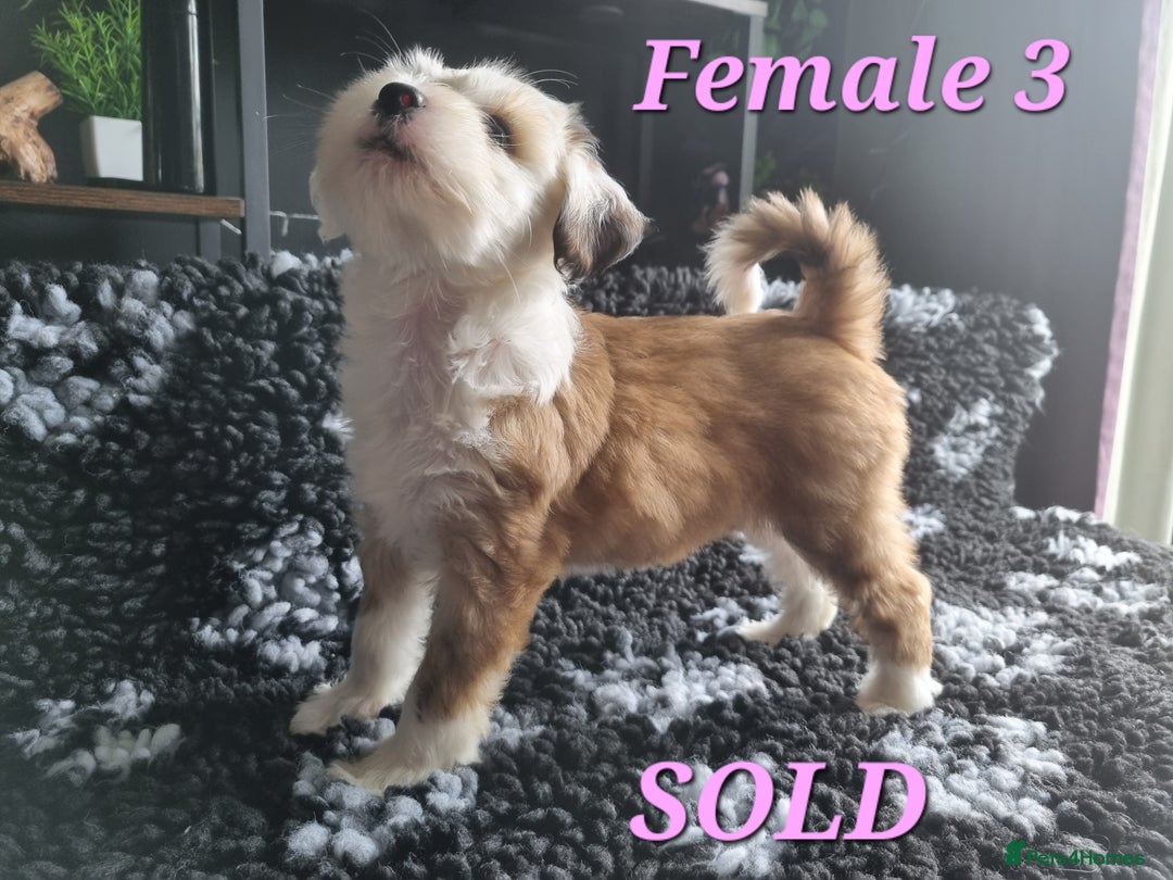 Tibetan Terrier dogs for sale: Tibetan terrier puppies for sale - Image 6