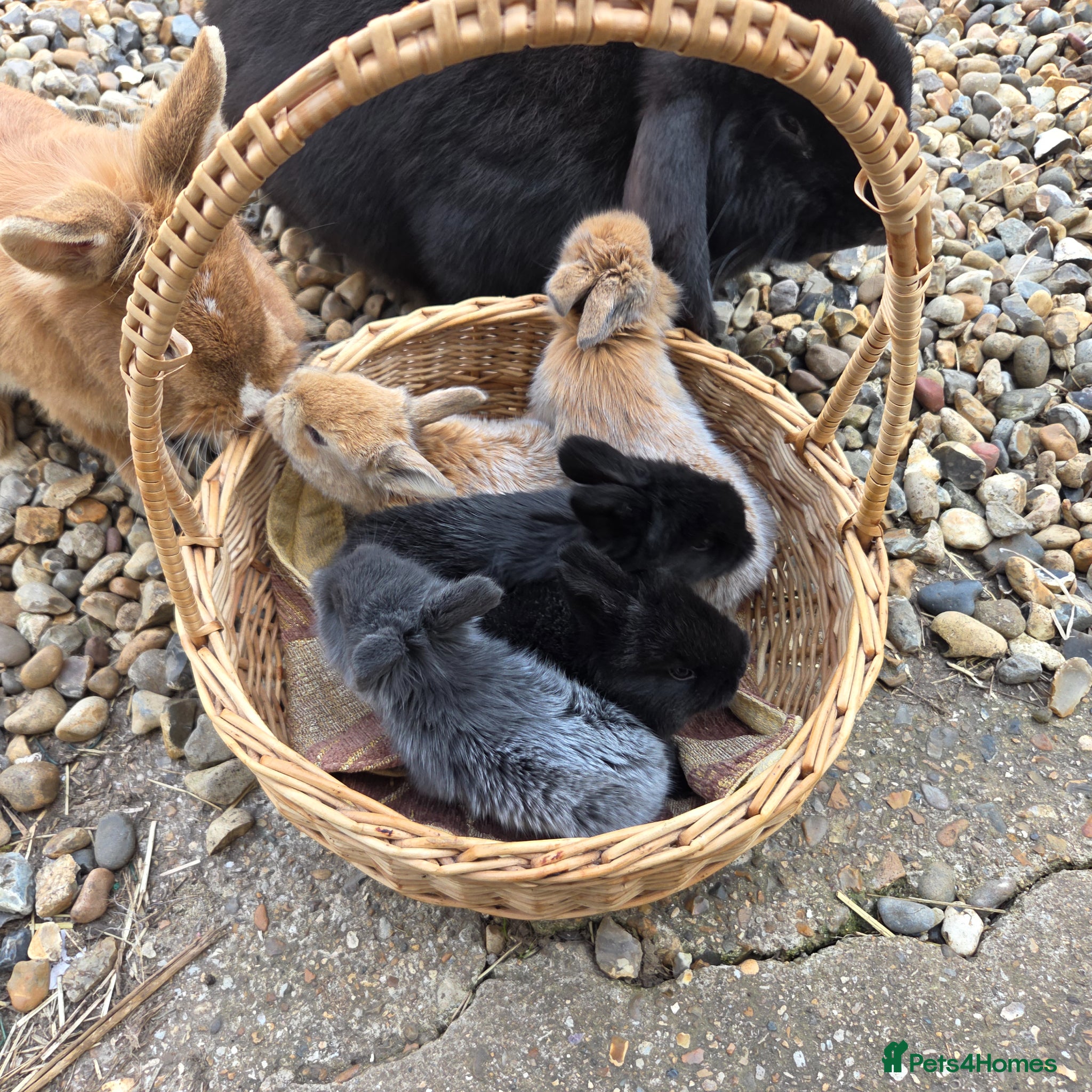 Mixed Breed rabbits Mixed breed bunnies - Advert 15