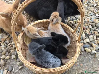 Mixed Breed rabbits Mixed breed bunnies - Advert 15