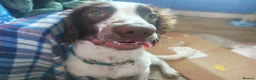 English Springer Spaniel dogs for sale: Rehoming much loved pup in Skegness - Advert 3