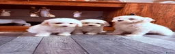 Maltipoo dogs for sale: F1B fully vaccinated maltipoo puppies - Advert 6