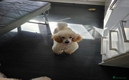 Miniature Poodle dogs for sale: Miniature poodle boy - Image 4