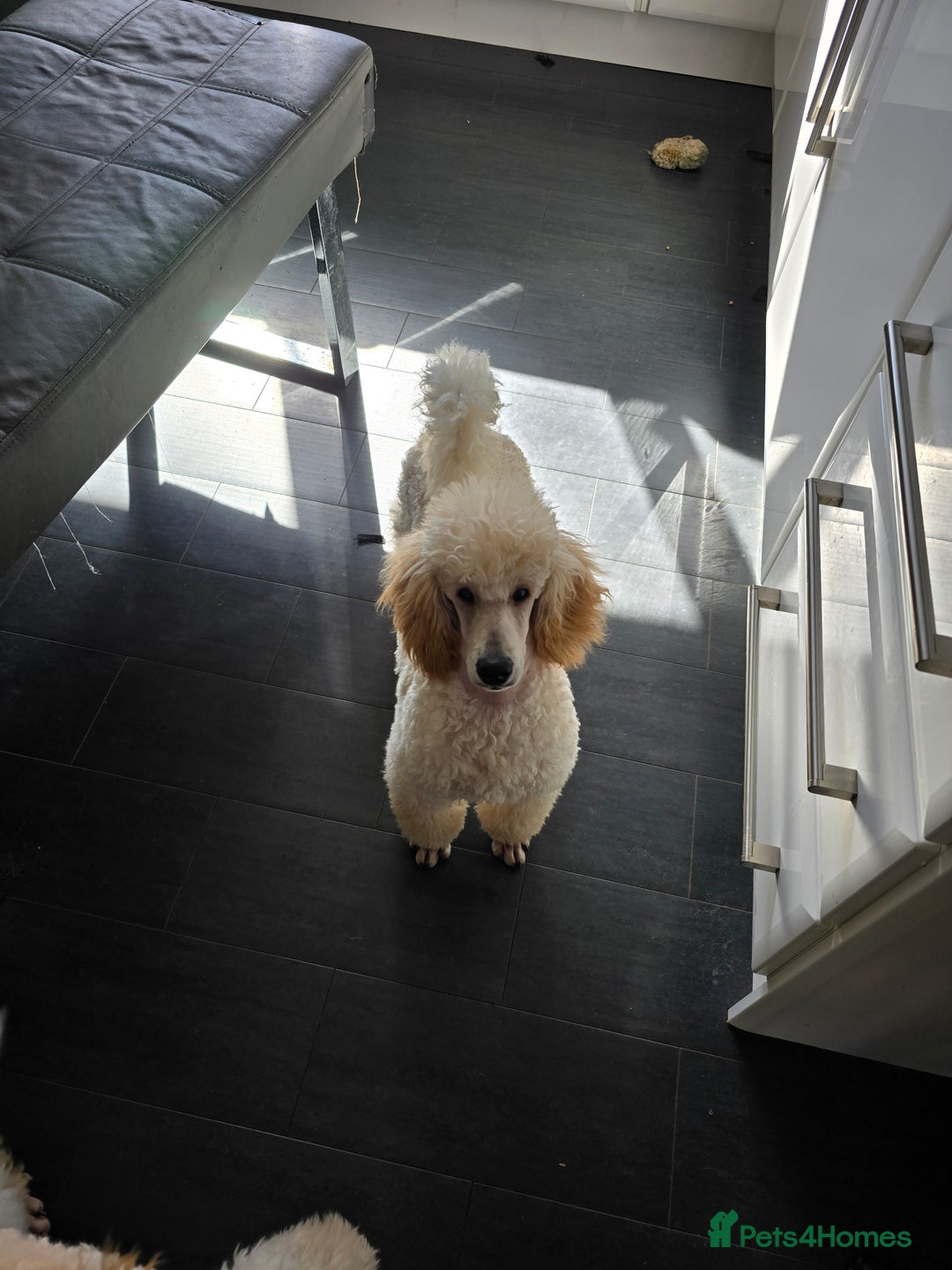 Miniature Poodle dogs for sale: Miniature poodle boy - Image 4