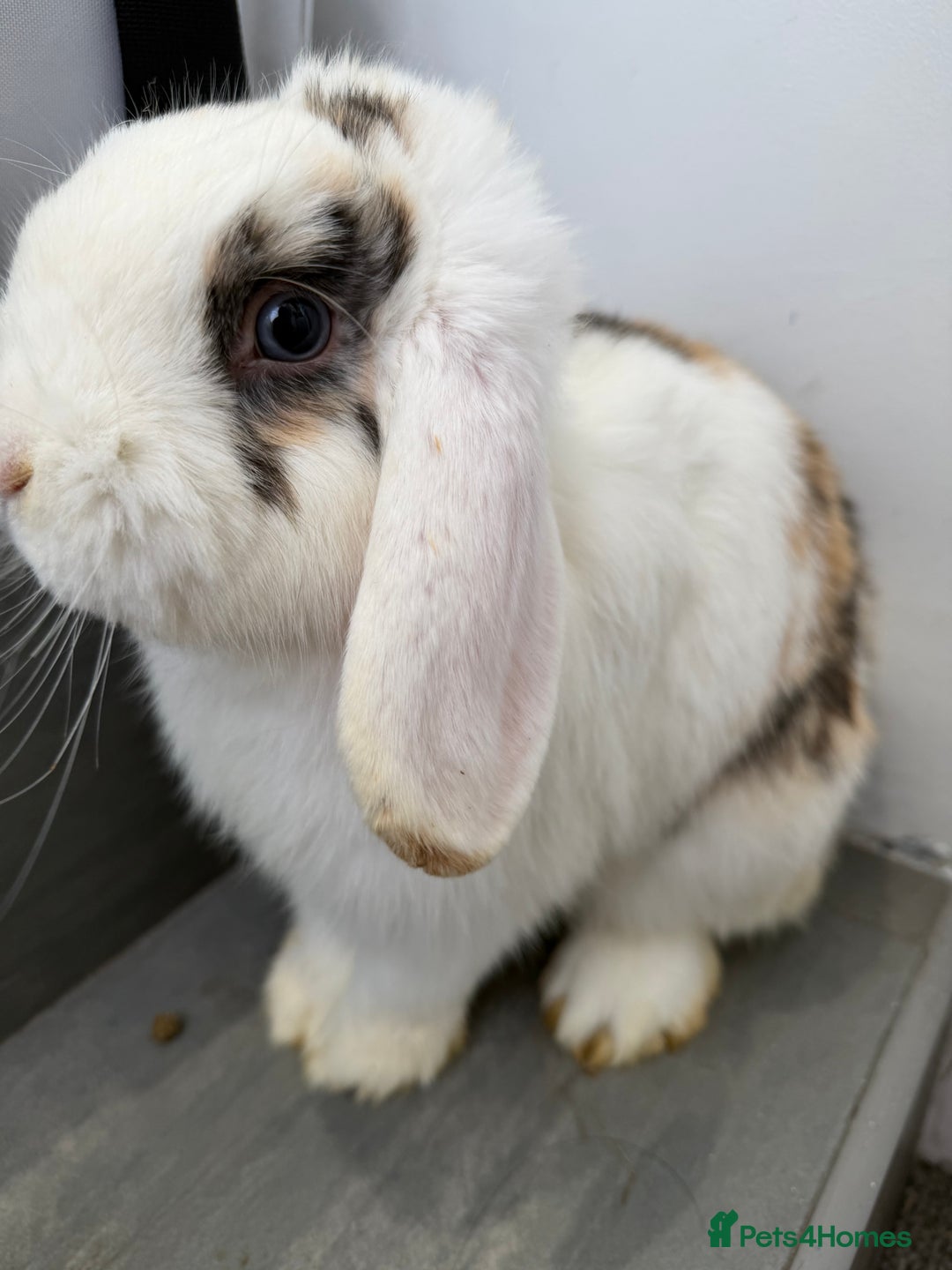 Mini Lop rabbits for sale: Lop & Lion head Rabbit  - Image 1