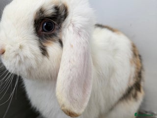 Mini Lop rabbits - Advert 12