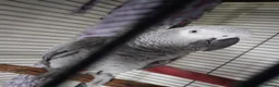 Parrots birds for sale: African grey - Advert 4