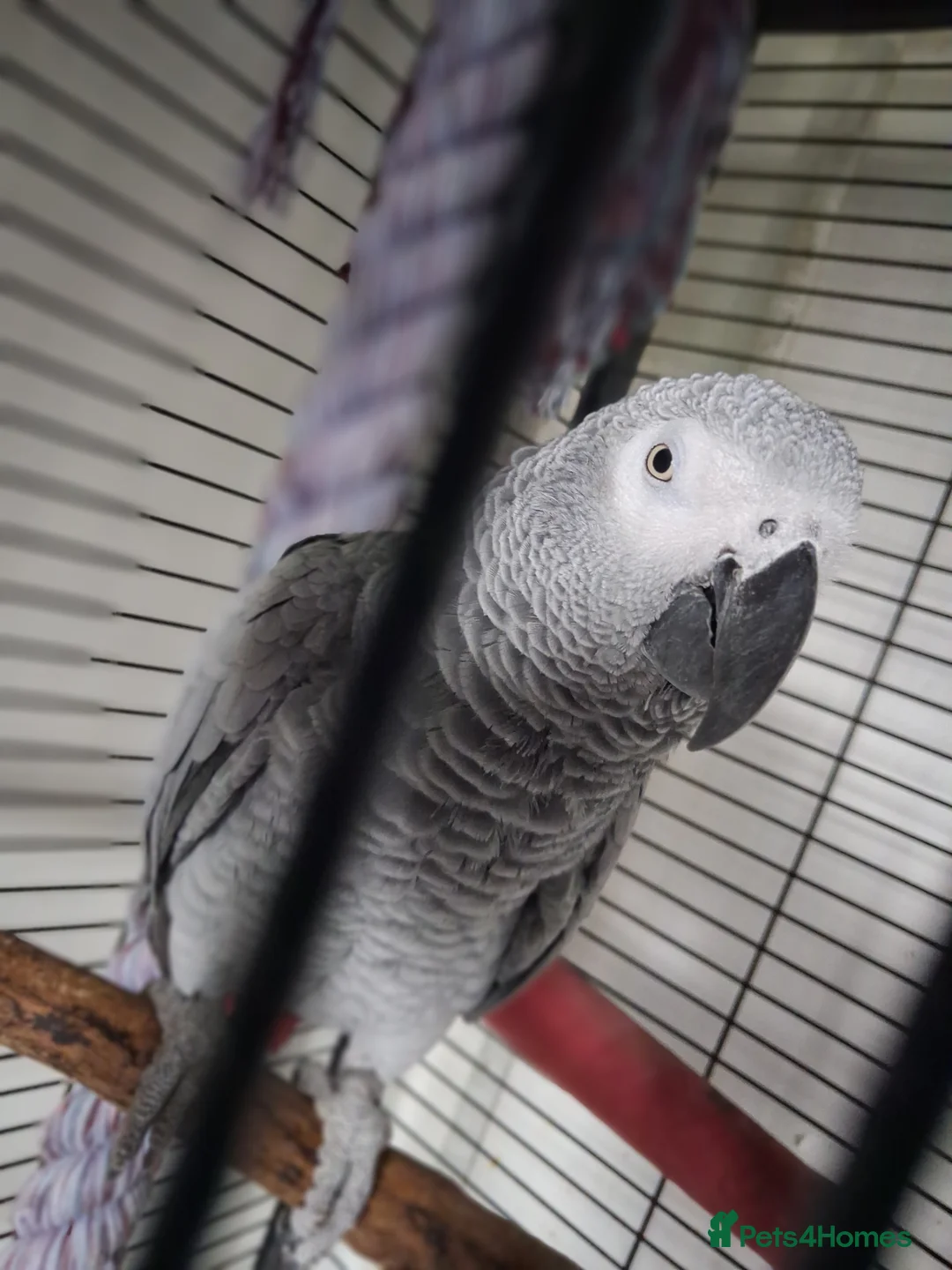 Parrots birds for sale: African grey - Advert 4