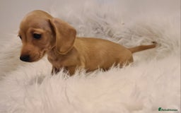 Miniature Dachshund dogs for sale: KC Daxi's health tested parents.READY - Image 13