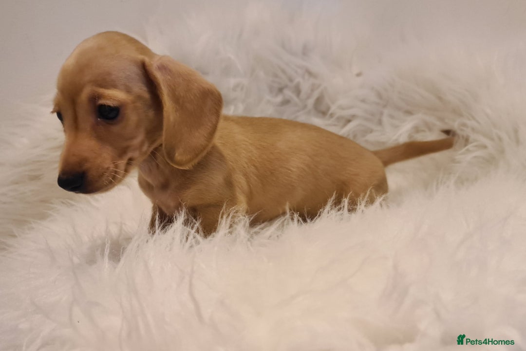 Miniature Dachshund dogs for sale: KC Daxi's health tested parents.READY - Image 13
