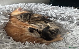 Mixed Breed cats for sale: 4 gorgeous kittens - Image 16