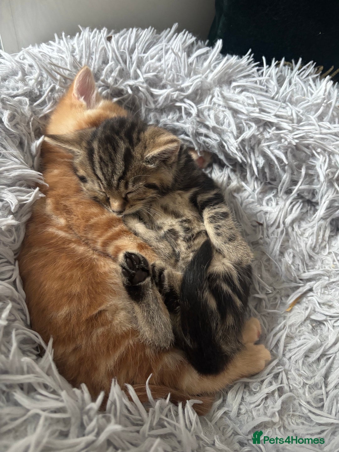 Mixed Breed cats for sale: 4 gorgeous kittens - Image 16