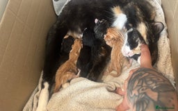 Mixed Breed cats for sale: Kittens for sale  - Image 6