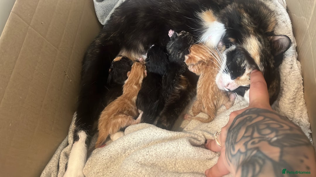 Mixed Breed cats for sale: Kittens for sale  - Image 6