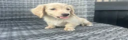 Miniature Dachshund dogs for sale: 👑 CREAM MINI DACHSHUNDS 👑 KC ✨ HEALTH TESTED ✨ - Advert 5