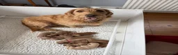 Labradoodle dogs for sale: Perfect fox red medium Labradoodles  - Advert 6