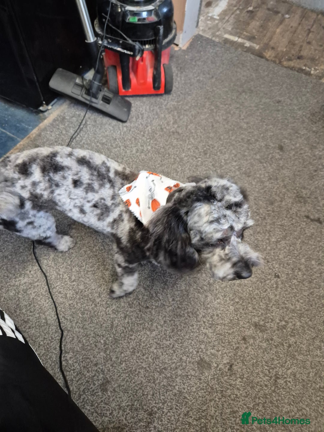 Maltipoo dogs for sale: Maltipoo Blue Male - Advert 5