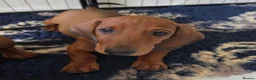 Dachshund dogs for sale: Kc registered standard smooth boy - Advert 5