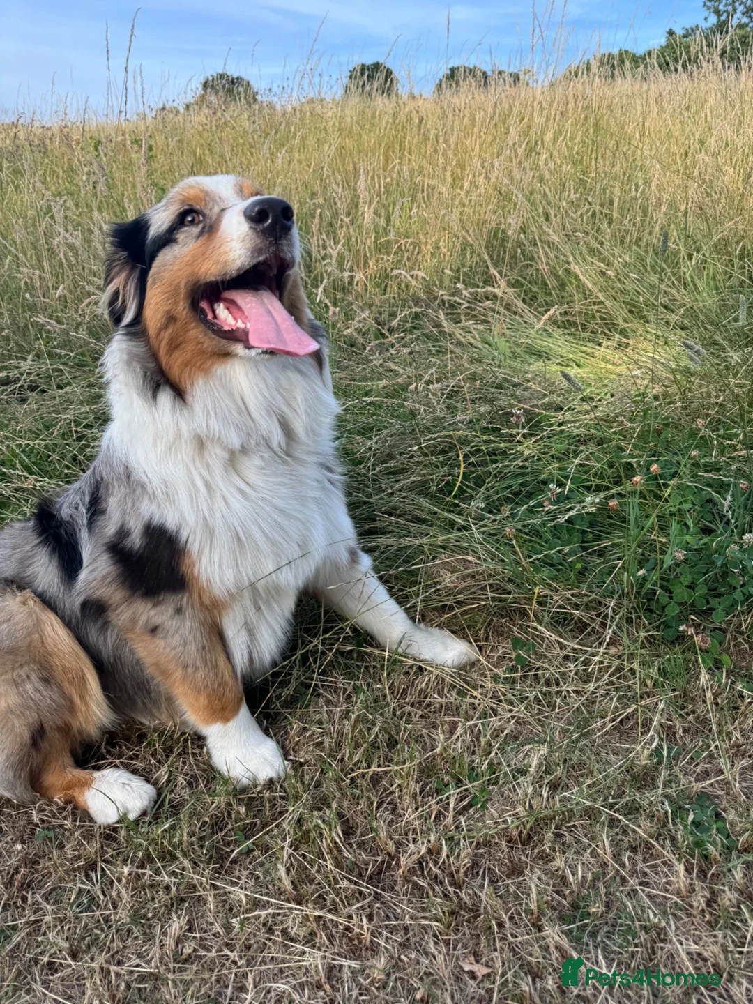 Australian Shepherd dogs for sale: Beautiful Blue Merle Australian Shepherd Girl💖 - Advert 7