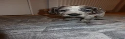 Cocker Spaniel dogs for sale: Cocker spaniel puppies tri - Advert 18