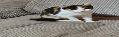 Beautiful female