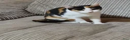 Mixed Breed cats for sale: Torture shell two year old cat - Advert 2