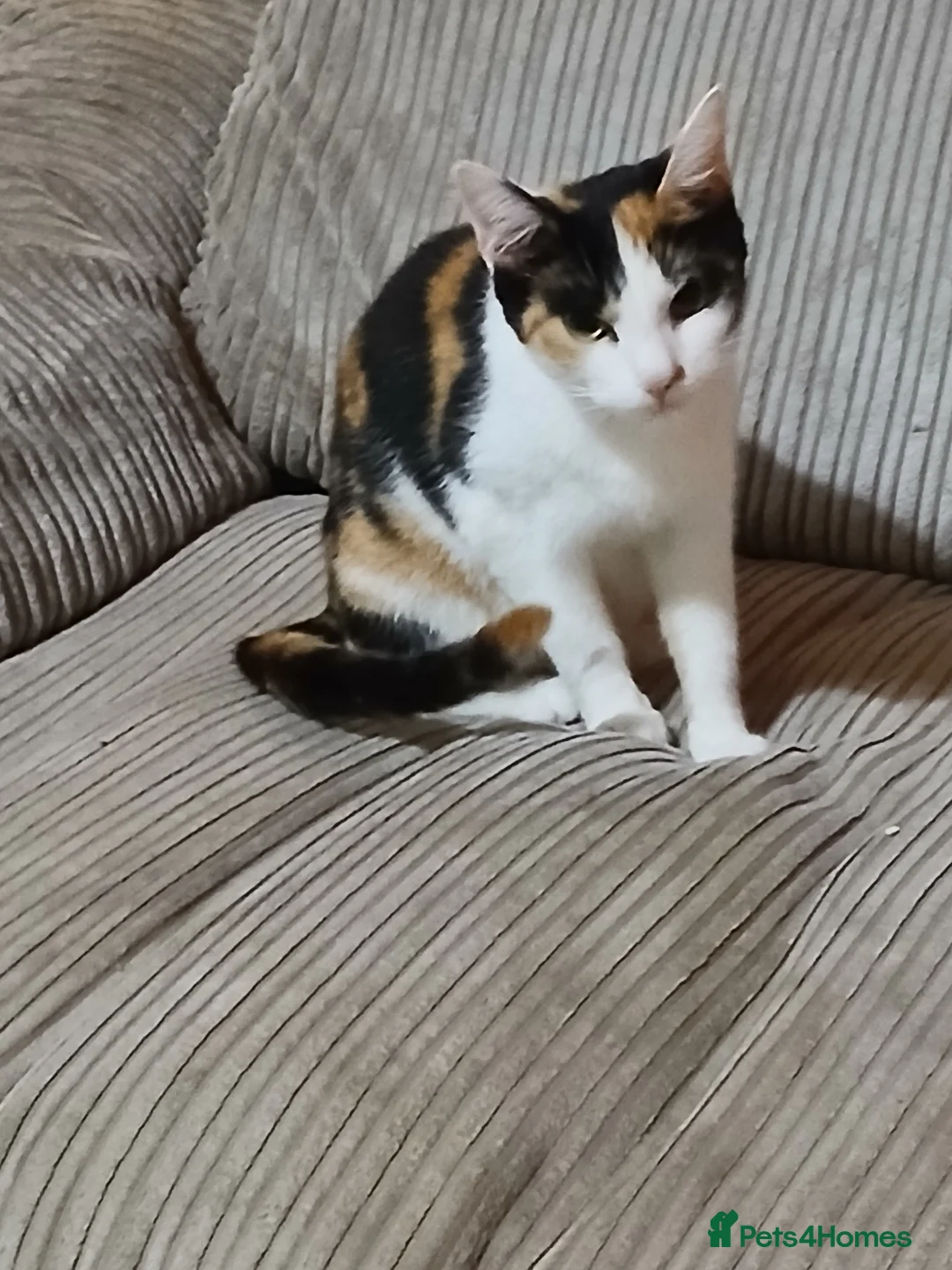 Mixed Breed cats for sale: Torture shell two year old cat - Advert 2
