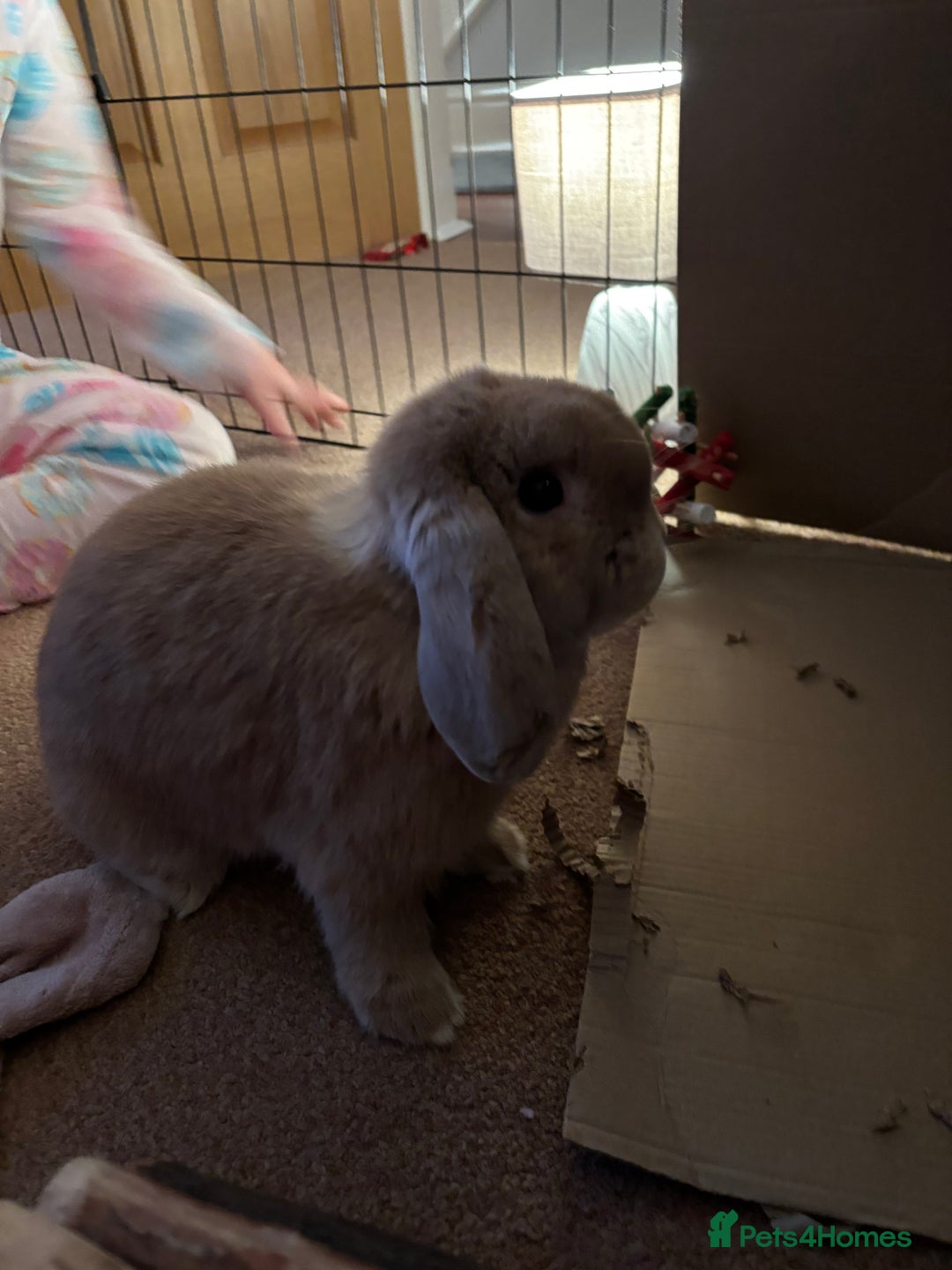 Mini Lop rabbits for sale: Mini Lop Female - Advert 2