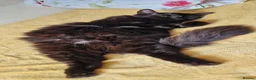 Mixed Breed cats for sale: 2 male Long Haired Mix Breed Kittens - Advert 1