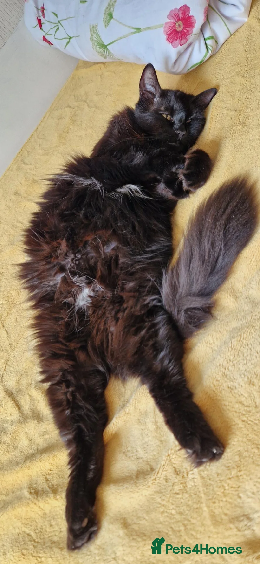 Mixed Breed cats for sale: 2 male Long Haired Mix Breed Kittens - Advert 1