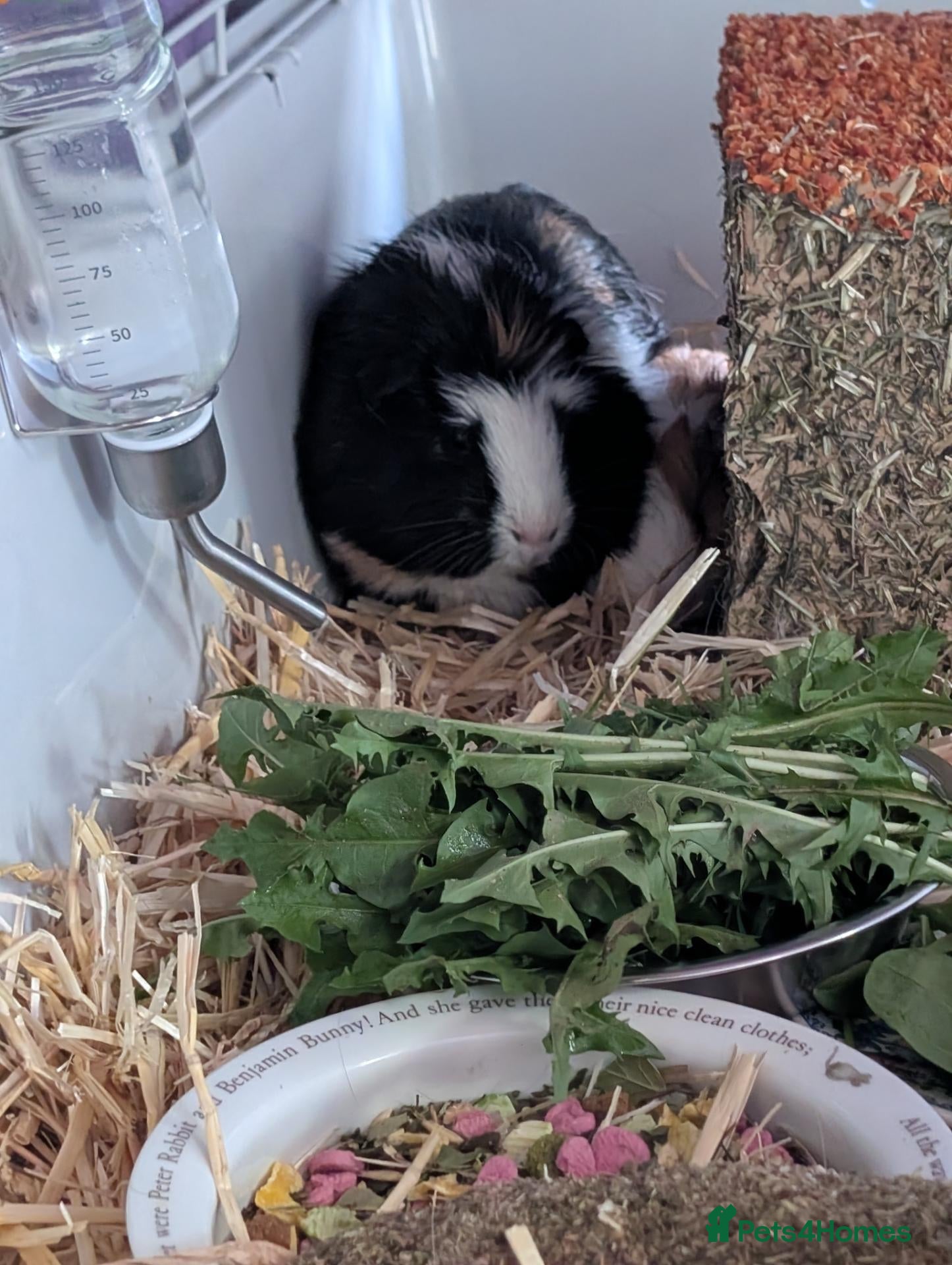 Guinea Pig rodents Bonded pair of female guinea pigs - Advert 10