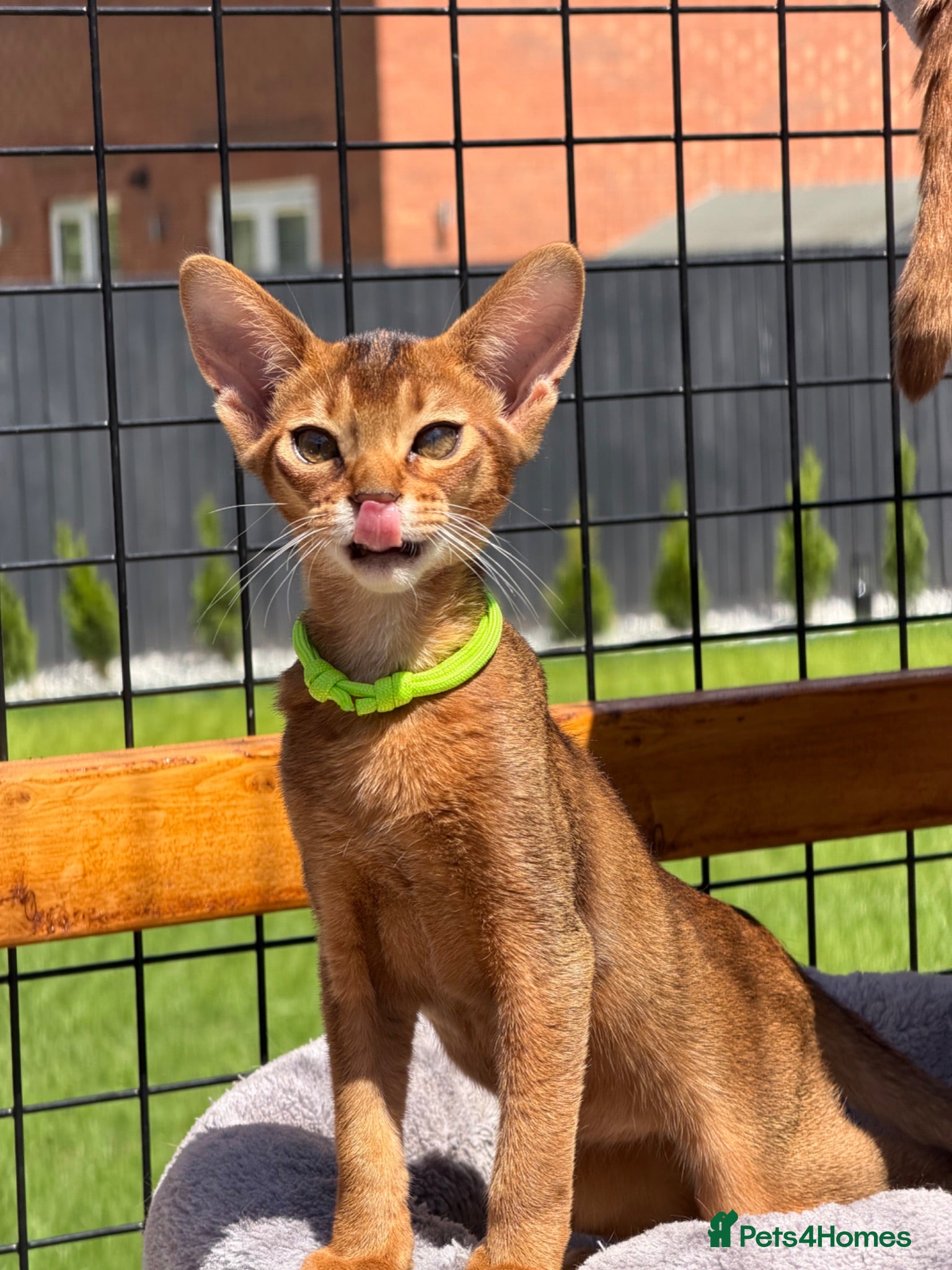 Abyssinian cats Pure breed Abyssinian kitten GCCF registered  - Advert 1