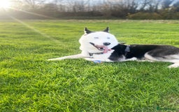 Siberian Husky dogs for stud: Stunning Blue eye Sibrian Husky for Stud  in Liverpool - Image 12