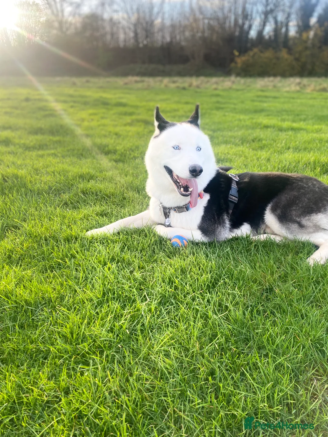 Siberian Husky dogs for stud: Stunning Blue eye Sibrian Husky for Stud (Proven) in Liverpool - Advert 12