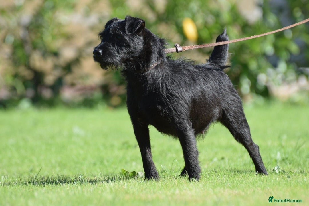 Mixed Breed dogs for sale: Council approved 5⭐️Rated Licensed Registered  - Advert 4