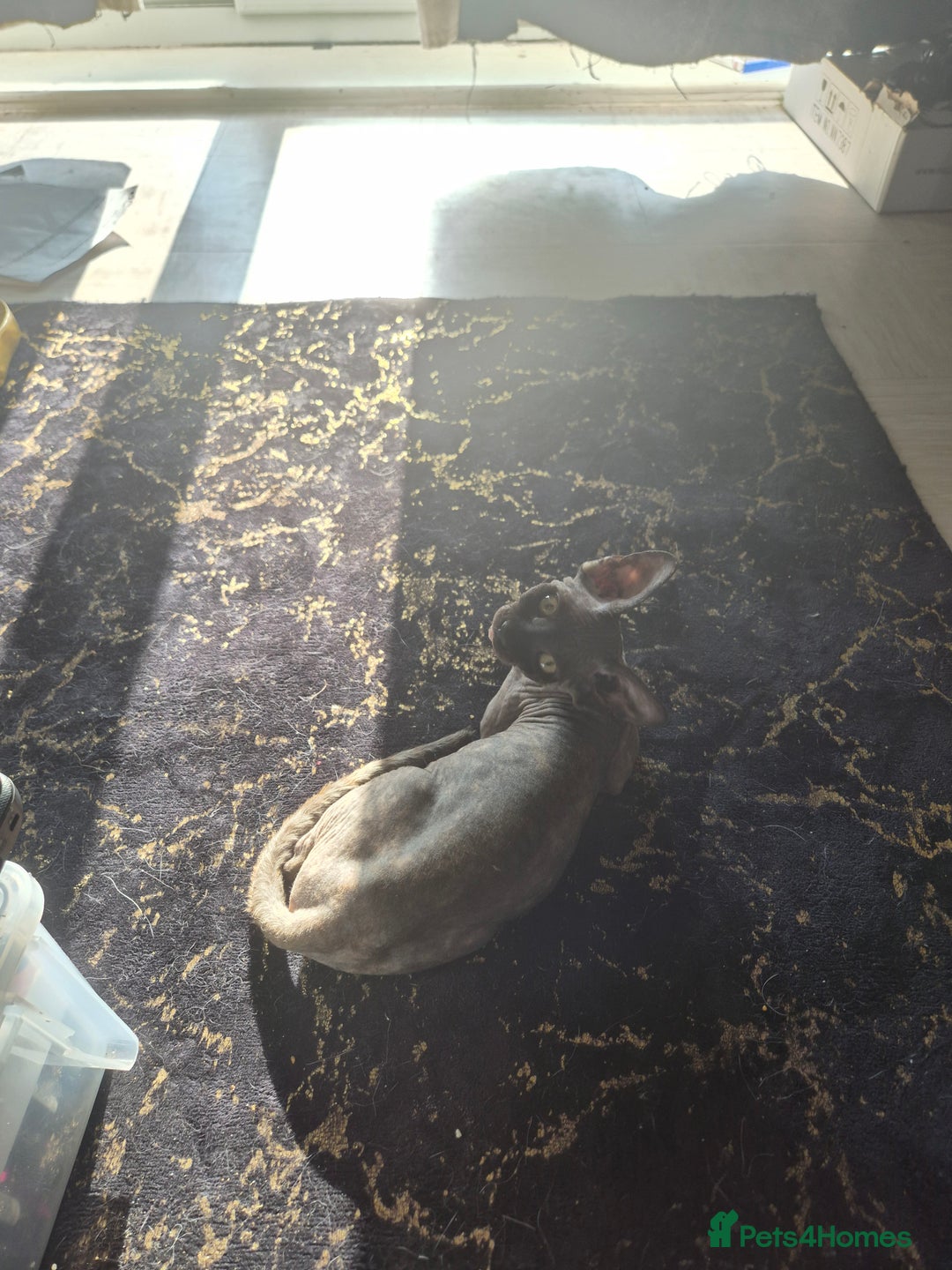 Sphynx cats for sale: Smeagol gorgeous girl sphinx cuddly and courageous - Image 6