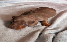 Miniature Dachshund dogs for sale: Beautiful litter of puppy’s  - Image 5