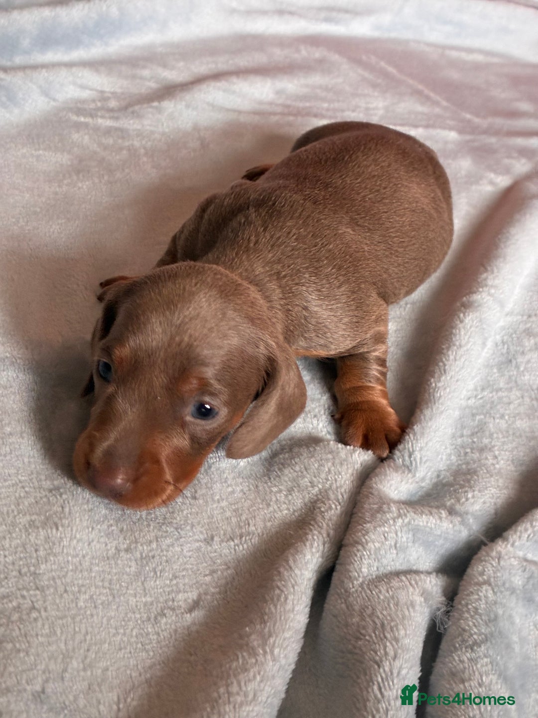 Miniature Dachshund dogs for sale: Beautiful litter of puppy’s  - Image 5