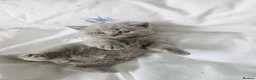 British Shorthair cats for sale: British Shorthair kittens!  - Advert 23