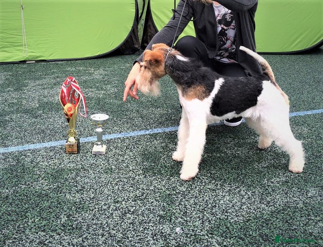 Fox Terrier dogs for sale: Exceptional Wire Haired Fox Terrier Puppies  - Image 15