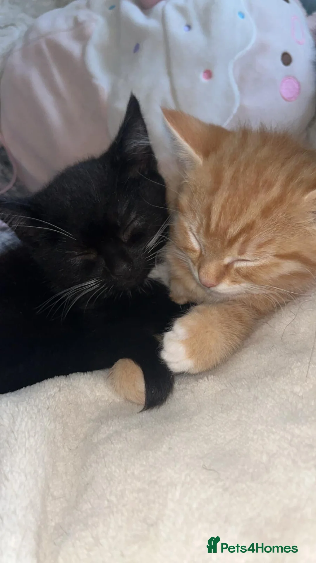 British Shorthair cats for sale: Playful kittens - Advert 16