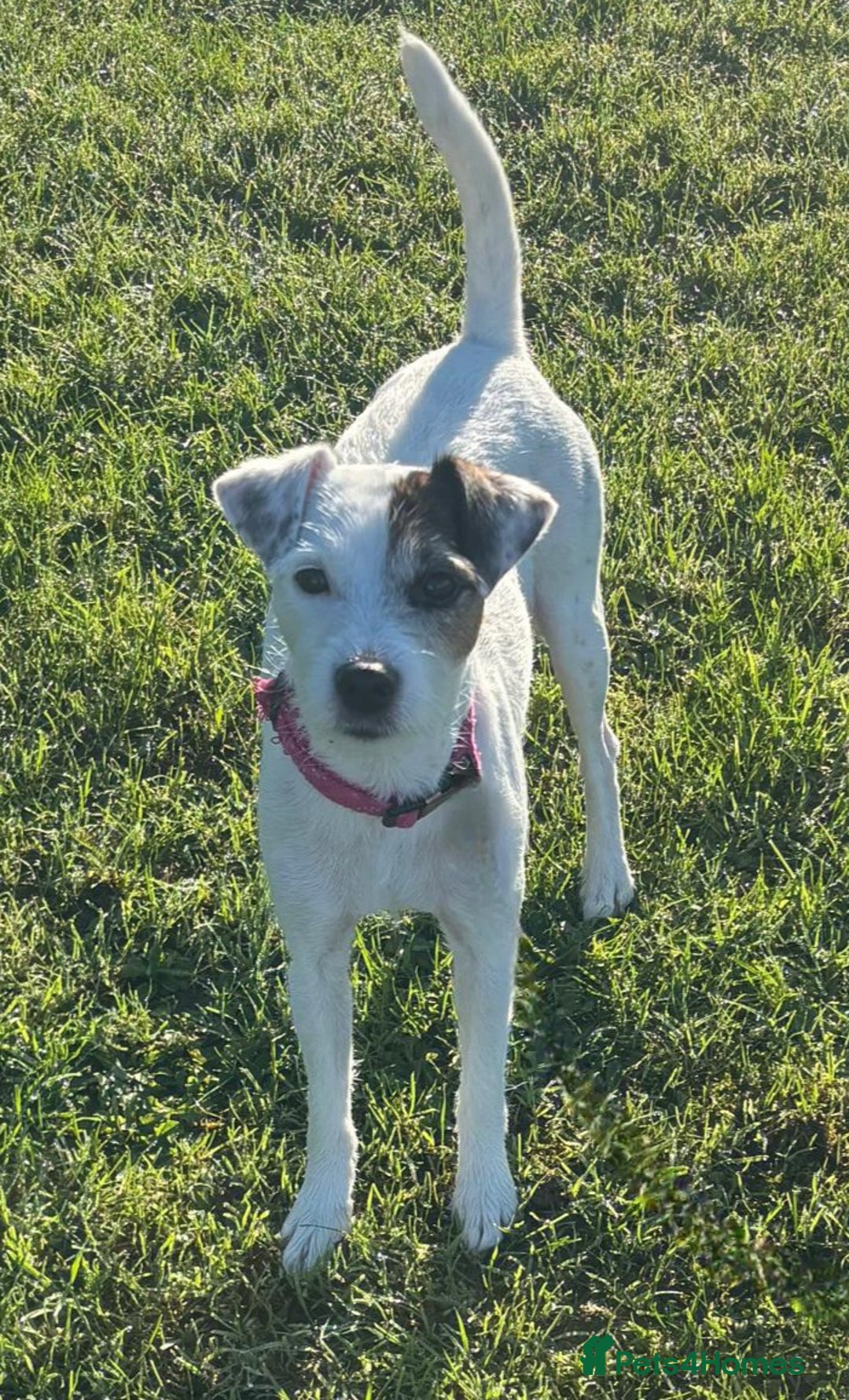 Parson Russell dogs for sale: Parson Russell Puppies - Advert 2