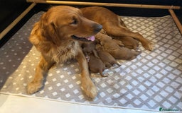 Goldendoodle dogs for sale: F1 Miniature Goldendoodle's 100% DNA Health-Tested - Image 2