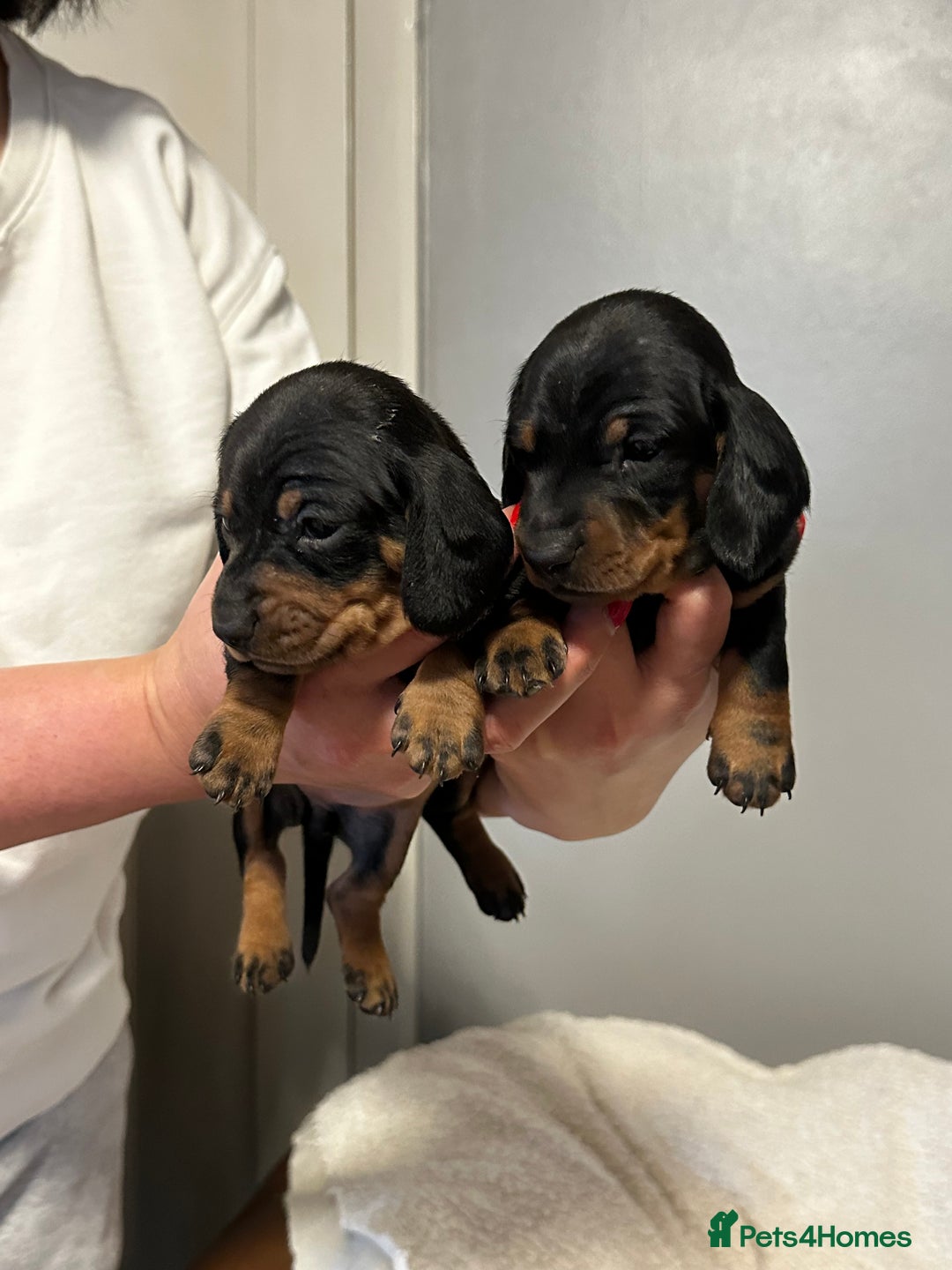Miniature Dachshund dogs for sale: sweet mini dachshund babies - Advert 5