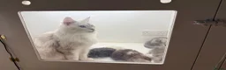 Maine Coon cats for sale: Full Pedigree Silver Maine Coon Kittens - Advert 1