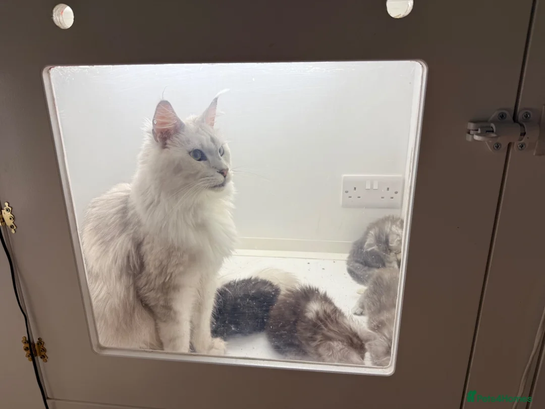 Maine Coon cats for sale: Full Pedigree Silver Maine Coon Kittens - Advert 1
