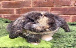 Mini Lop rabbits for sale: Friendly baby mini lop girls ready now - Image 2