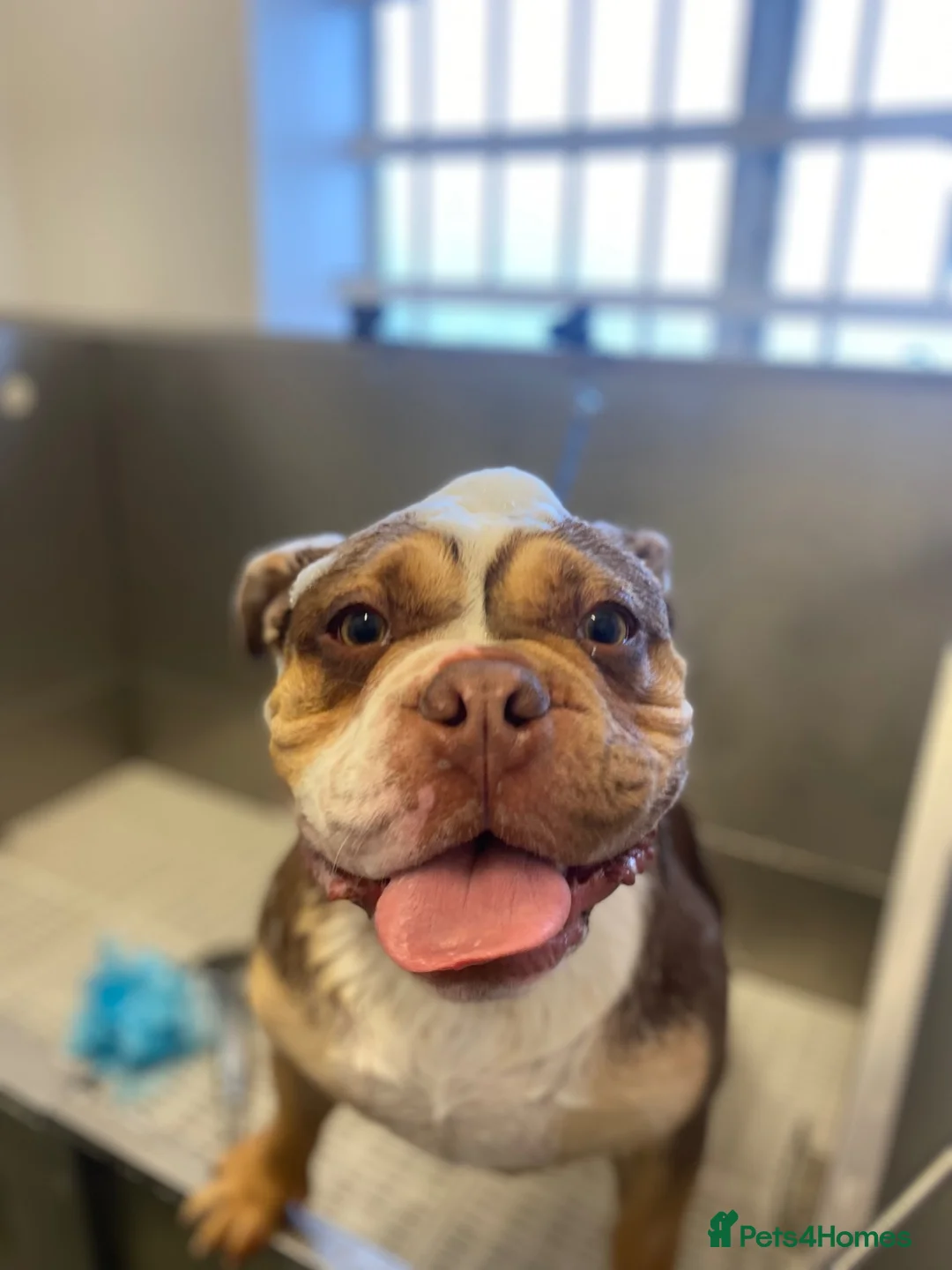Olde English Bulldogge dogs for sale: Pablo - Male Olde English Bulldogge  - Advert 2