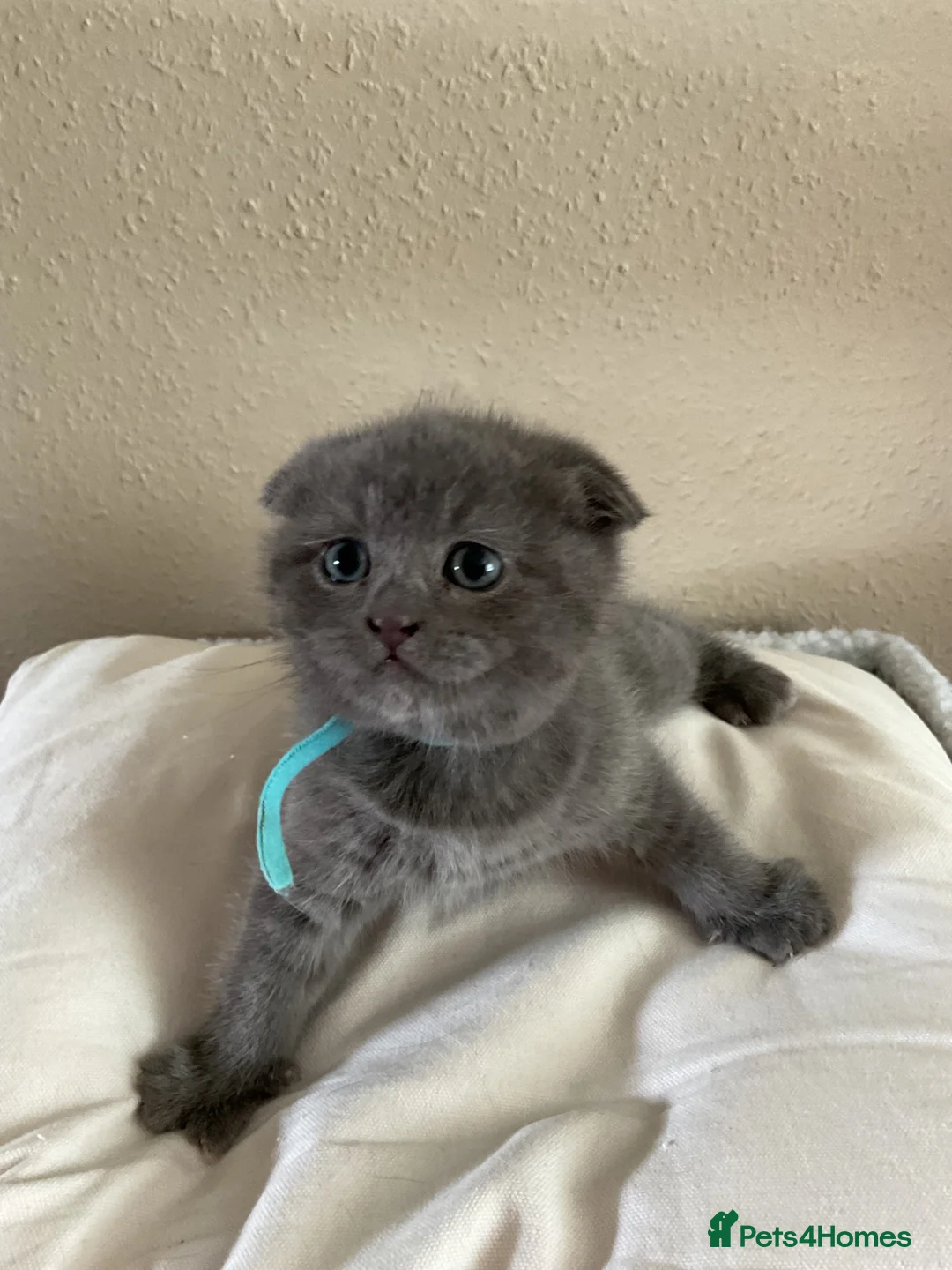 Scottish Fold cats for sale: Reduced in price Scottish fold 1 boy left £275 - Advert 13